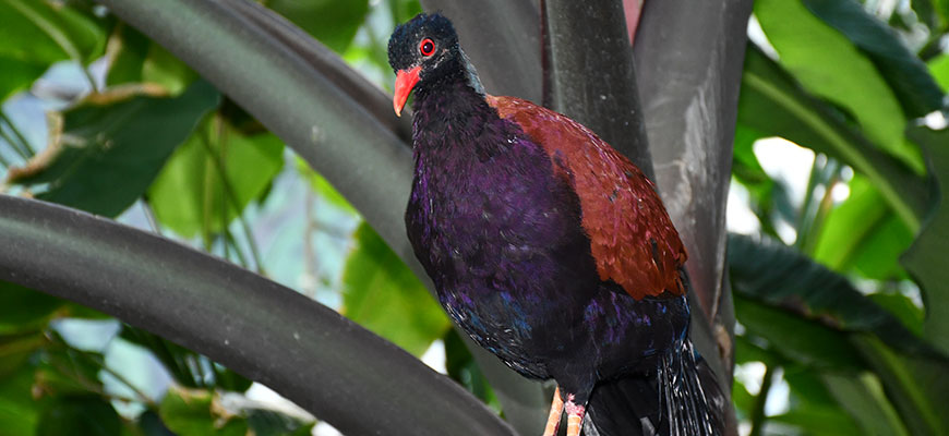 photo - Green naped Pigeon, red back and wing feathers, with purple/black breast feathers, and head has same color with red eye, red bill sitting on plant leaf, with green leaf background