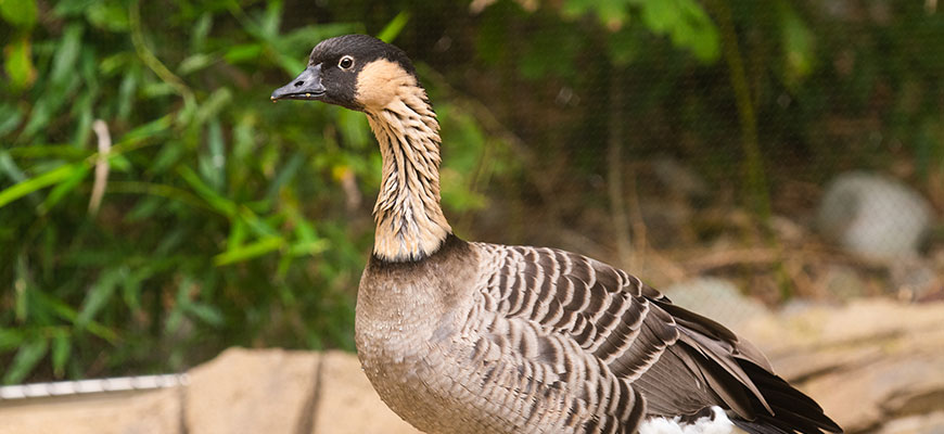 Goose, Ne-ne - Louisville Zoo