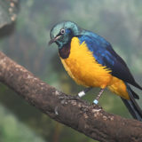 photo - Golden breasted starling, with blue wing feathers, yellow/gold breasted feathers, head is also blue/grey tint colors, with brown patch at neck area of chest, sitting on branch