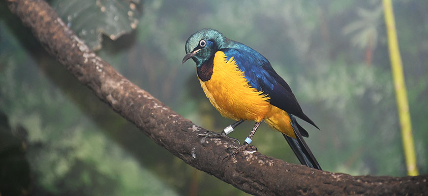 photo - Golden breasted starling, with blue wing feathers, yellow/gold breasted feathers, head is also blue/grey tint colors, with brown patch at neck area of chest, sitting on branch