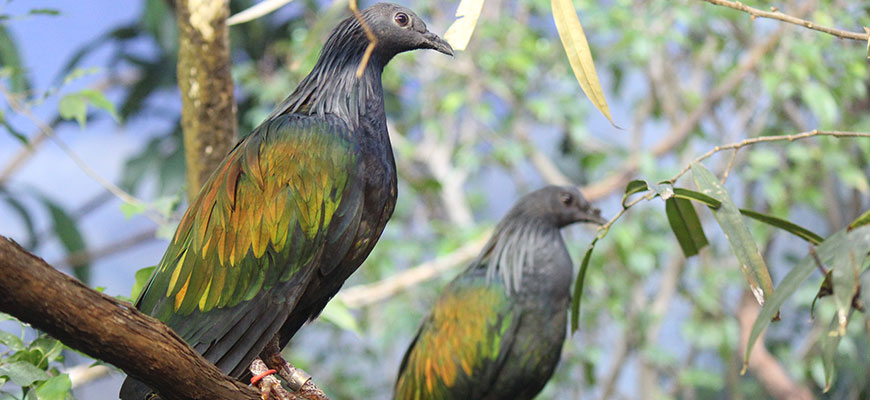 photo - Nicobar Pigeon with grey feathers from head to neck, to breast area of body, to tail with wings colored with tints of yellow, ornge, red, green feathers sitting on branch,