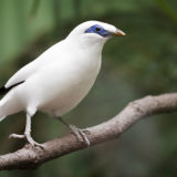 photo - Myna bird, all white, with black tips on wings, tail feathers, has blue patch covering eye area, sitting on branch