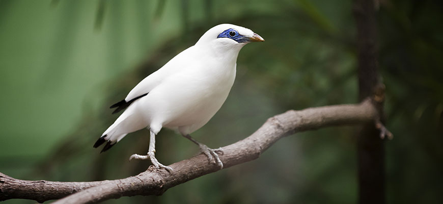photo - Myna bird, all white, with black tips on wings, tail feathers, has blue patch covering eye area, sitting on branch