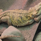 photo - side view of bearded dragon, variety of brown, green, gray highlighted blended colors over entire body, sleeping on rocks