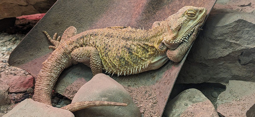 photo - side view of bearded dragon, variety of brown, green, gray highlighted blended colors over entire body, sleeping on rocks