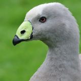 photo - Cape Barren Goose with all grey feathers tinted with shades of light brown color, beak is lime color with black spot, tip of beak is black.