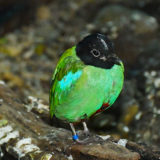 photo - hooded Pita bird, body has variety of green colors over all, with tint of blue on wing, head, neck is black, sitting on branch.