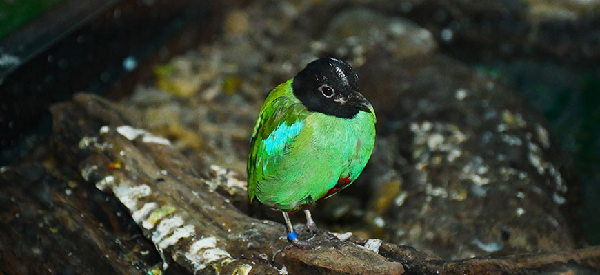 photo - hooded Pita bird, body has variety of green colors over all, with tint of blue on wing, head, neck is black, sitting on branch.