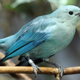 photo - Blue Grey Tanager, with variety of light to dark, blue colored feathers over whole body, wings and head, sitting on branch