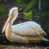 photo - all white feathered pelican, with very long yellow bill, sitting in the pond.