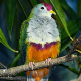 photo - Beautiful Fruit Dove with full frontal view, feathers are colored, orange, purple, green, breast is all white, with purple patch on front of head, beak is yellow, sitting on branch, with background of green leaves