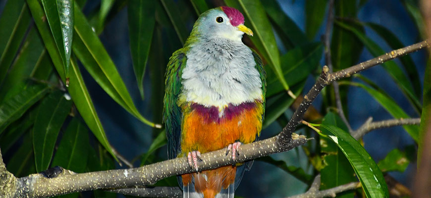 photo - Beautiful Fruit Dove with full frontal view, feathers are colored, orange, purple, green, breast is all white, with purple patch on front of head, beak is yellow, sitting on branch, with background of green leaves