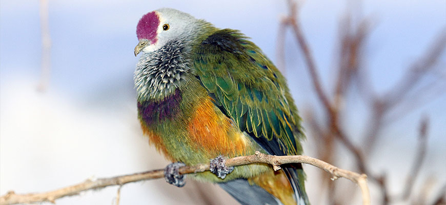 photo - Mariana Fruit Dove, with variety of very colorful feathers, green, orange, blue, brown, neck is fluffed out feathers with purple forehead, rest head is white, sitting on a tree branch