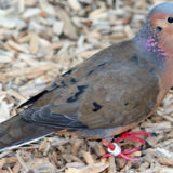 photo - Dove, variety tan, blue, brown feathers on body, pinkish breast area, bluish neck feathers, dotted with pinkish spots, head is blue, bill is red with black tip, standing in mulch, has red claw feet