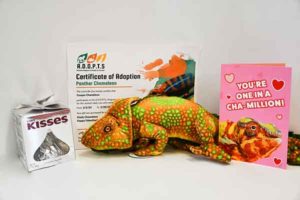 photo of Adopts certificate of adoption with chocolate large kiss candy in box, valentine card pink color, and chameleon stuffed animal