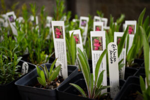photo of variety of plant seedlings, with info sticks for each seedling, with echinacea seedling most prominent ,for monarchs and mimosas event 2023