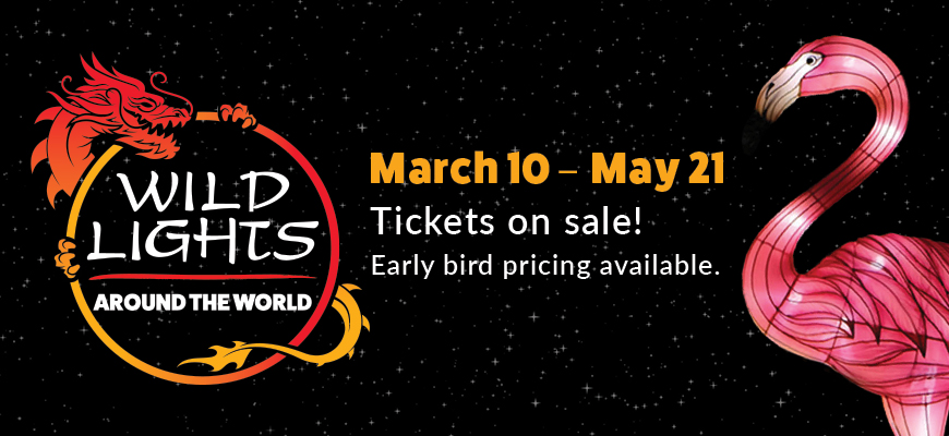 banner -in a circle with a dragon wrapped on cirlcle, wild lights, around the world; March 10 - May 21, Tickets on sale! Early bird pricing available, with pink flamingo on right side of banner