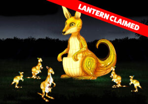 graphic - lantern claimed in red block area, a large golden color kangaroo with 5 other smaller golden kangaroos, some have joeys in their pouches, background is black nighttime bushes, with bluish evening sky