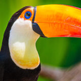 photo - side view of face of Lucy the toucan