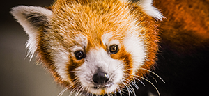 Red panda, Sunny D, looking at camera
