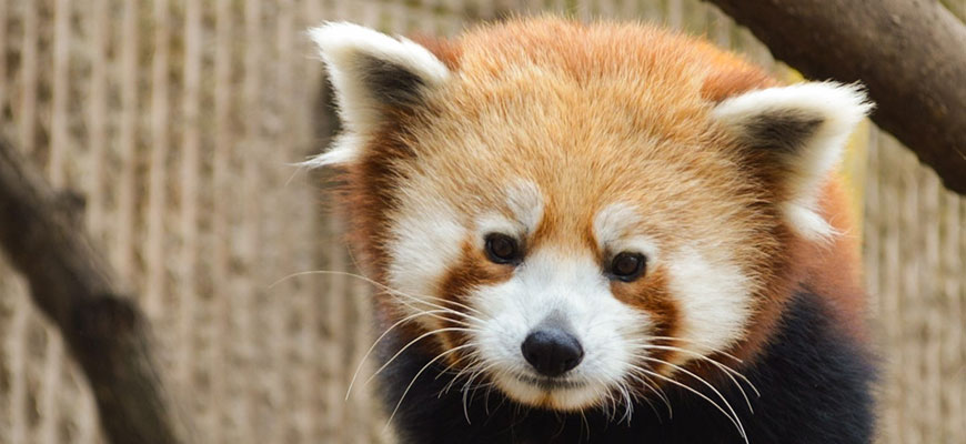 photo of red panda suny, full face