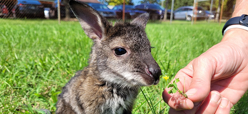 Peanut the wallaby joey in the Animal Health Center being offered clover as a snack by keeper.