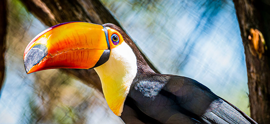 Toco Toucan, Lucy.