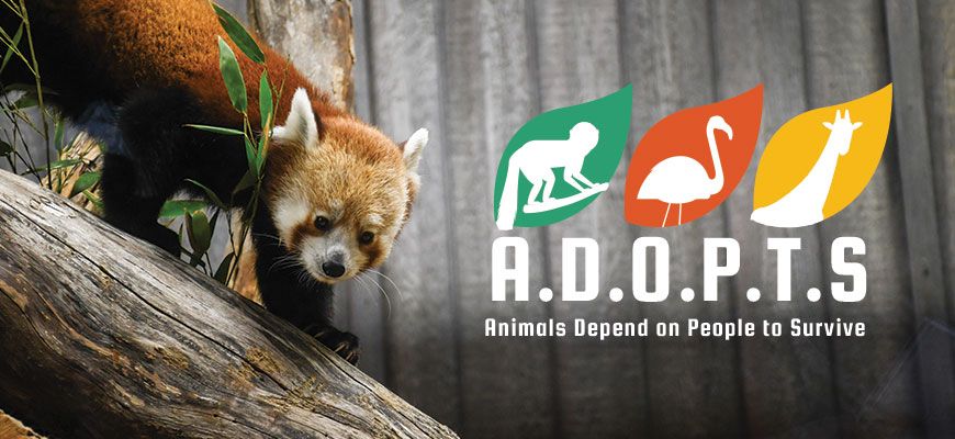 Red panda Sundara walking on a log with the Zoo's ADOPTS logo.