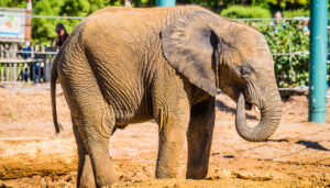 Elephant calf Fitz in the elephant yard on a sunny day