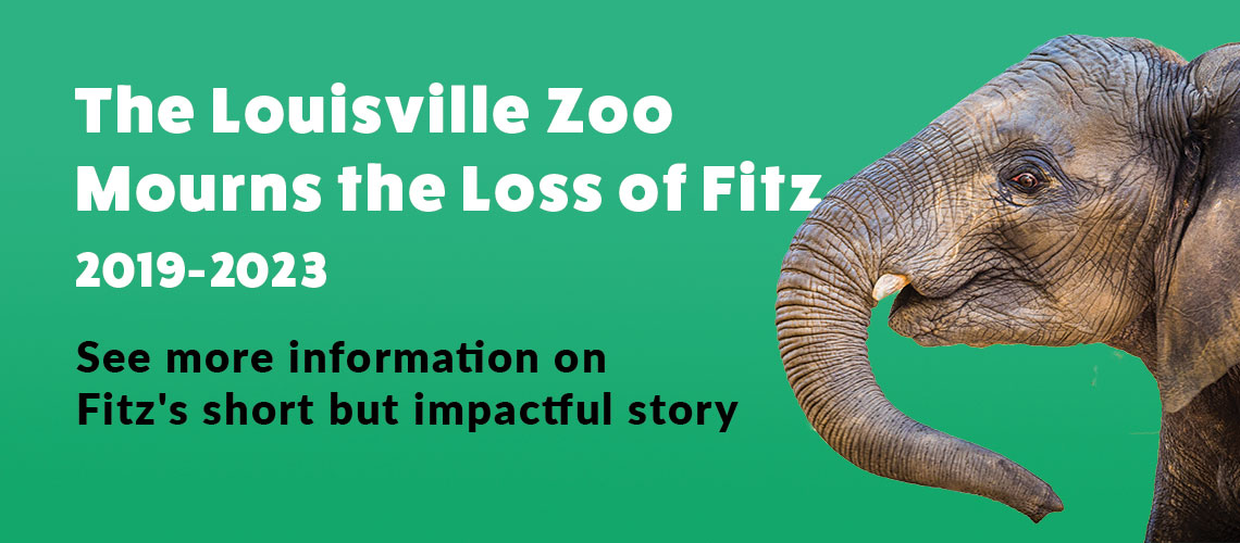 The Louisville Zoo Mourns the Loss of Fitz (2019-2023) See more information on Fitz's short but impactful story.