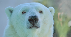 header of polar bear looking directly at the viewer.
