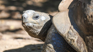 Photo of aladbra tortoise looking at the camera