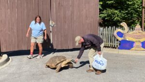 photo of Silvia and another keeper, working at getting tortoise to follow them with food, Aladdin lamp in background for silvia keeper week spotlight 2023.