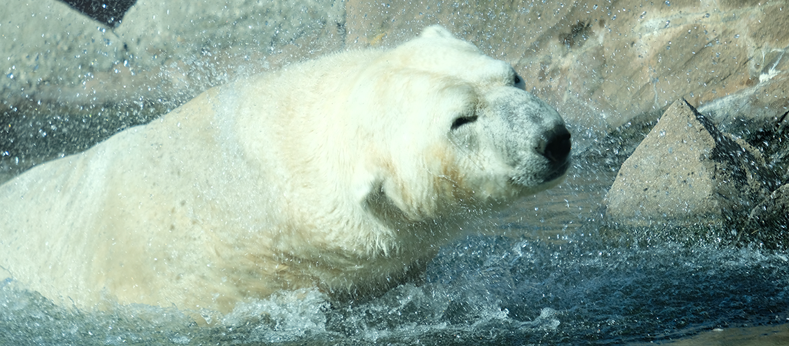 Header Image of polar bear in the water at glacier run at the Louisville Zoo