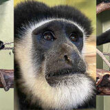 photos of colobus monkeys , 2 sitting on tree limbs, 1 is full face photo
