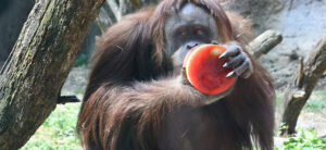 photo of orangutan eating frozen item