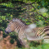photo of zebra hiding in bushes in the zebra yard