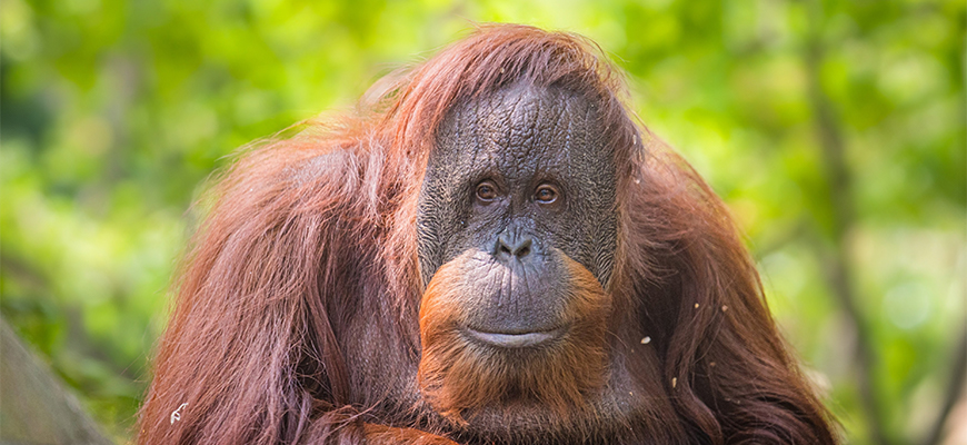 photo of orangutan Amber