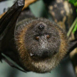 Rodriguez fruit bat hanging upside down on a branch in the exhbit, staring at camera.