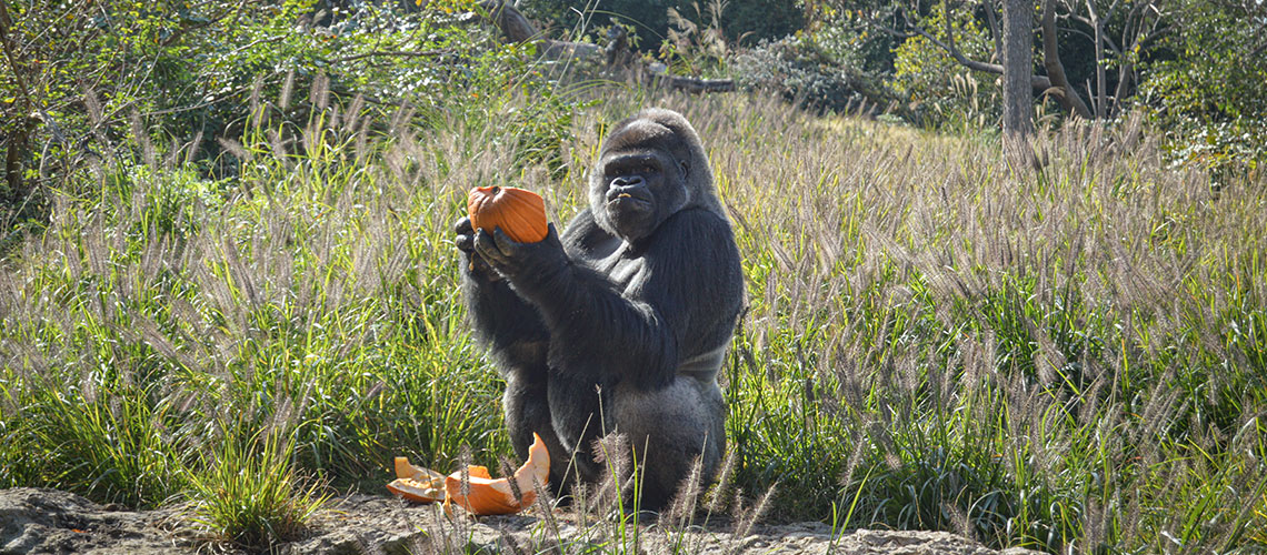 photo of gorilla eating pumpkin in grass