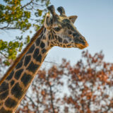 photo of giraffe