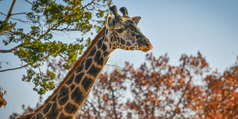 photo of giraffe