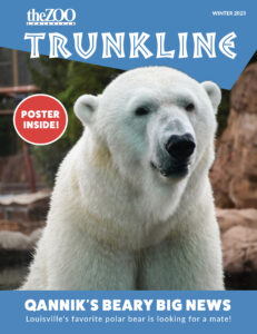 cover - winter 2023 theZOO Trunkline, poster inside hilighted in red circle, with great head/body shot of Qannik, Qannik's Beary Big News, Louisville's favorite polar bear is looking for a mate!