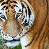 photo - full face of tiger looking at camera with should area in view, with some green vegetation in background.