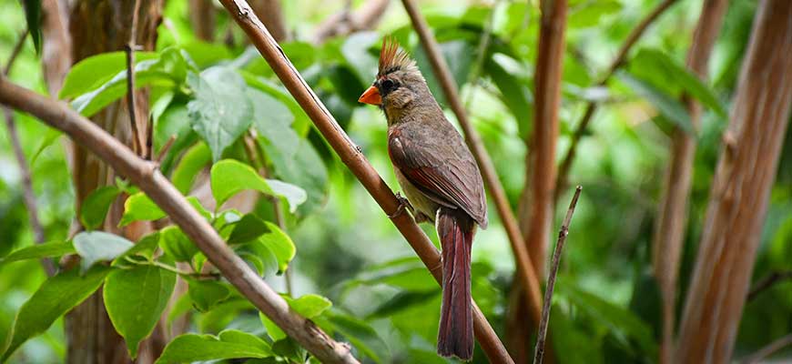 photo - brown female cardinal bird sitting on a brown branch with green leaves in background