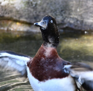 Baer's pochard, a species of duck, flapping in the water of the Steller's sea eagle aviary.