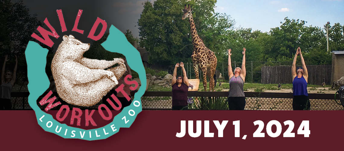 Wild Workouts page header. Has a logo with a polar bear and a picture of guests doing yoga with a giraffe in the background. Has the date July 1 on it.