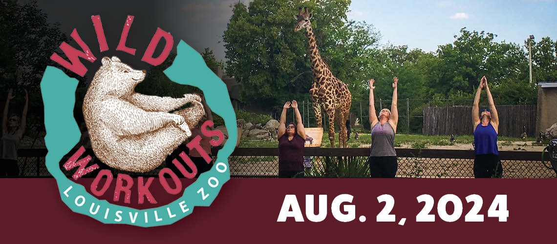 Wild Workouts page header. Has a logo with a polar bear and a picture of guests doing yoga with a giraffe in the background. Has the date Aug. 2 on it.
