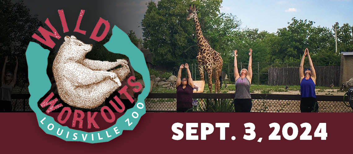 Wild Workouts page header. Has a logo with a polar bear and a picture of guests doing yoga with a giraffe in the background. Has the date Sept 3 on it.