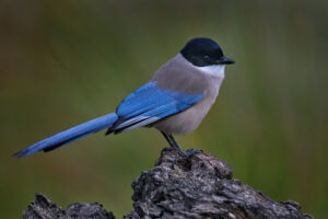 Azure-winged magpie sitting on a rock.